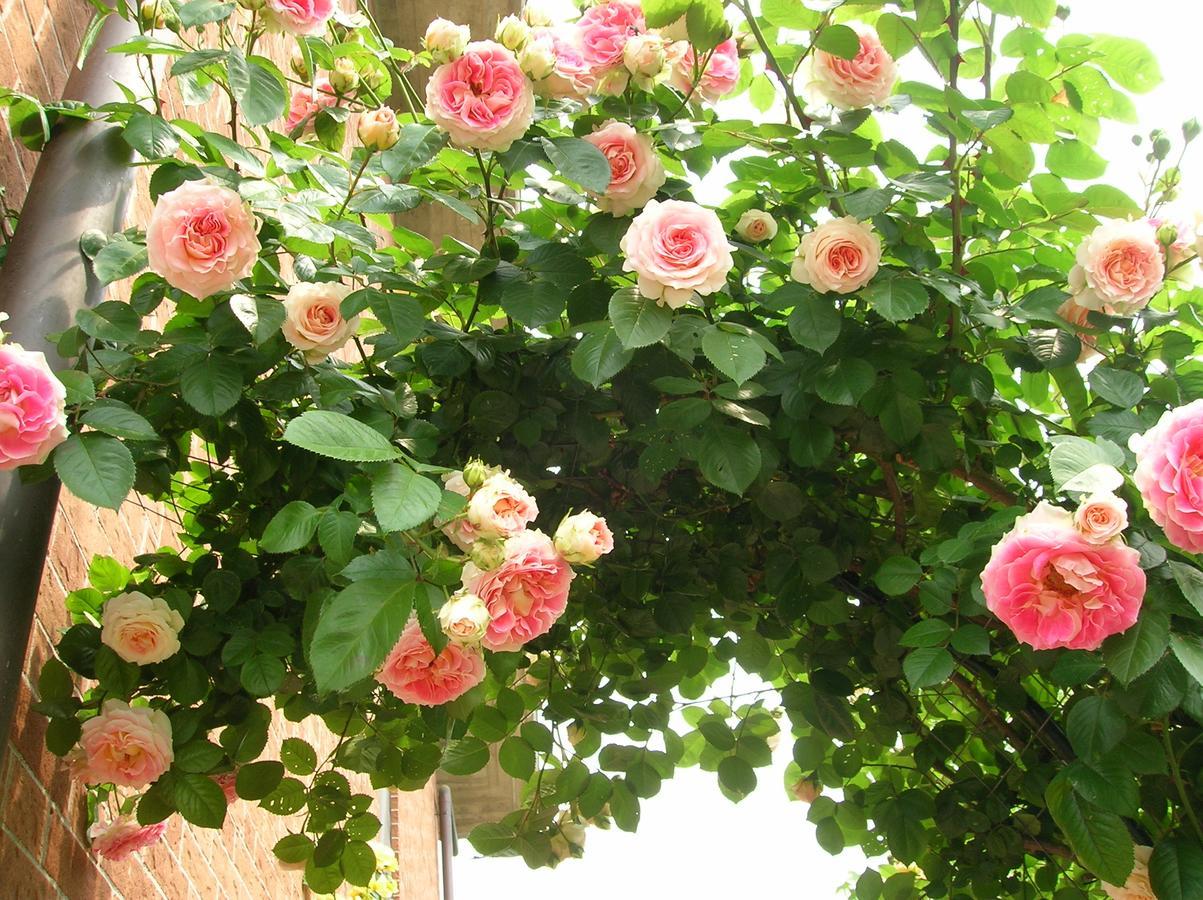 B&B Anna Moncalieri Ngoại thất bức ảnh